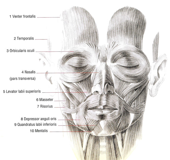 Gesichtsmuskulatur